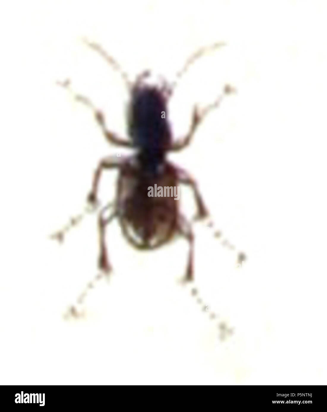 N/A. Notaphus varium = Bembidion varium, from Calwer's Käferbuch, Table 6, Picture 30. Taxonomy was updated to 2008, using mostly the sites Fauna Europaea and BioLib. Please contact Sarefo if the determination is wrong! . 1876. Book by   Carl Gustav Calwer  (1821–1874)    Description German ornithologist and entomologist  Date of birth/death 11 November 1821 19 August 1874  Location of birth/death Stuttgart Mineralbad Berg  Authority control  : Q78413 VIAF:64757747 ISNI:0000 0001 0980 5321 GND:116432969 SUDOC:146603133 Koninklijke:07228000X      Gustav Jäger  (1832–1917)     Alternative names  Stock Photo