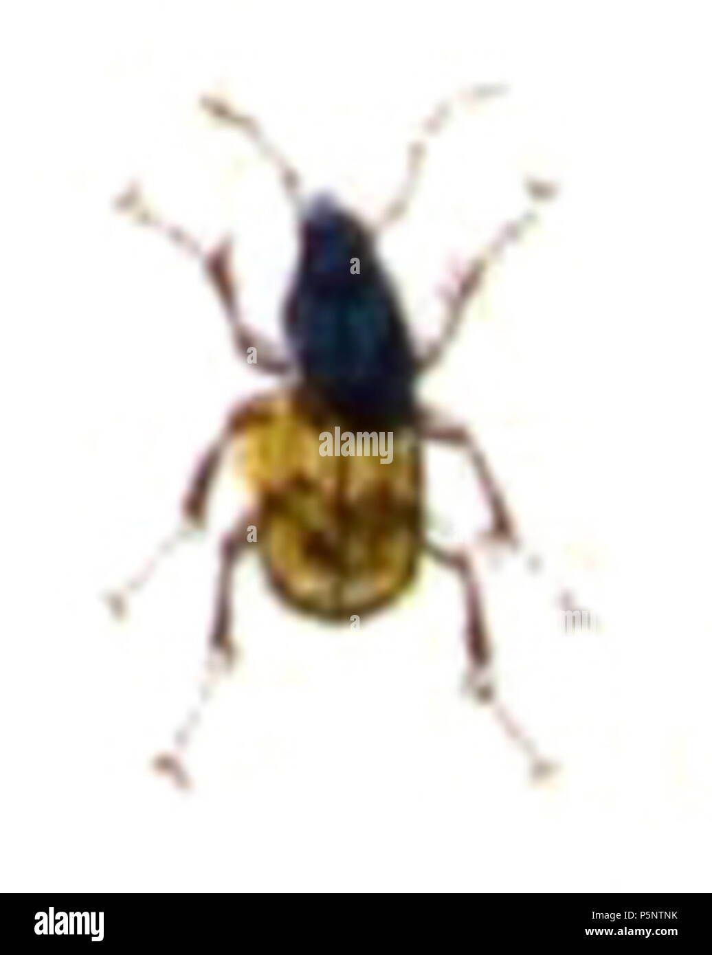 N/A. Odontium litorale = Bembidion litorale, from Calwer's Käferbuch, Table 6, Picture 31. Taxonomy was updated to 2008, using mostly the sites Fauna Europaea and BioLib. Please contact Sarefo if the determination is wrong! . 1876. Book by   Carl Gustav Calwer  (1821–1874)    Description German ornithologist and entomologist  Date of birth/death 11 November 1821 19 August 1874  Location of birth/death Stuttgart Mineralbad Berg  Authority control  : Q78413 VIAF:64757747 ISNI:0000 0001 0980 5321 GND:116432969 SUDOC:146603133 Koninklijke:07228000X      Gustav Jäger  (1832–1917)     Alternative na Stock Photo