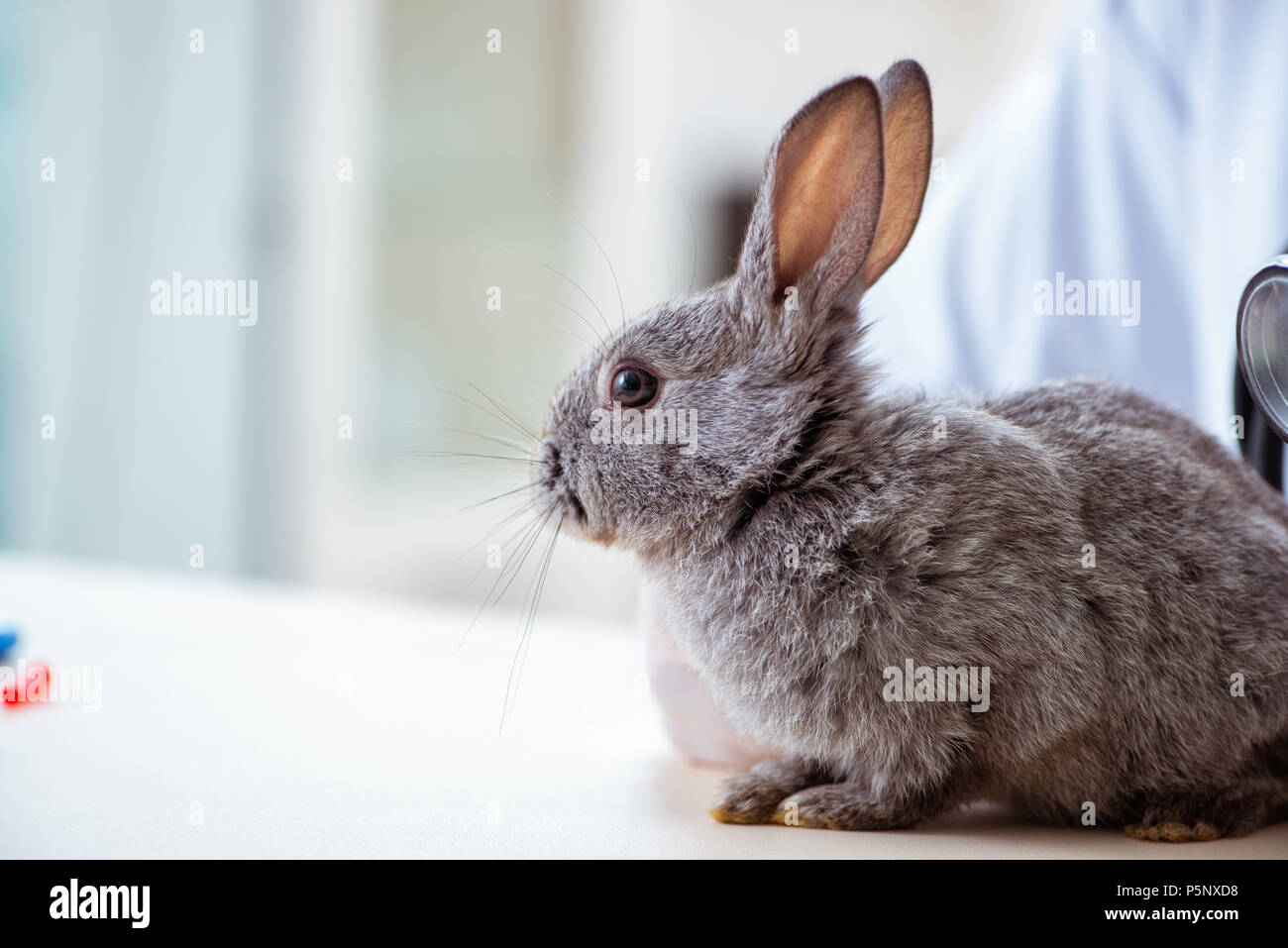 Vet doctor checking up rabbit in his clinic Stock Photo - Alamy