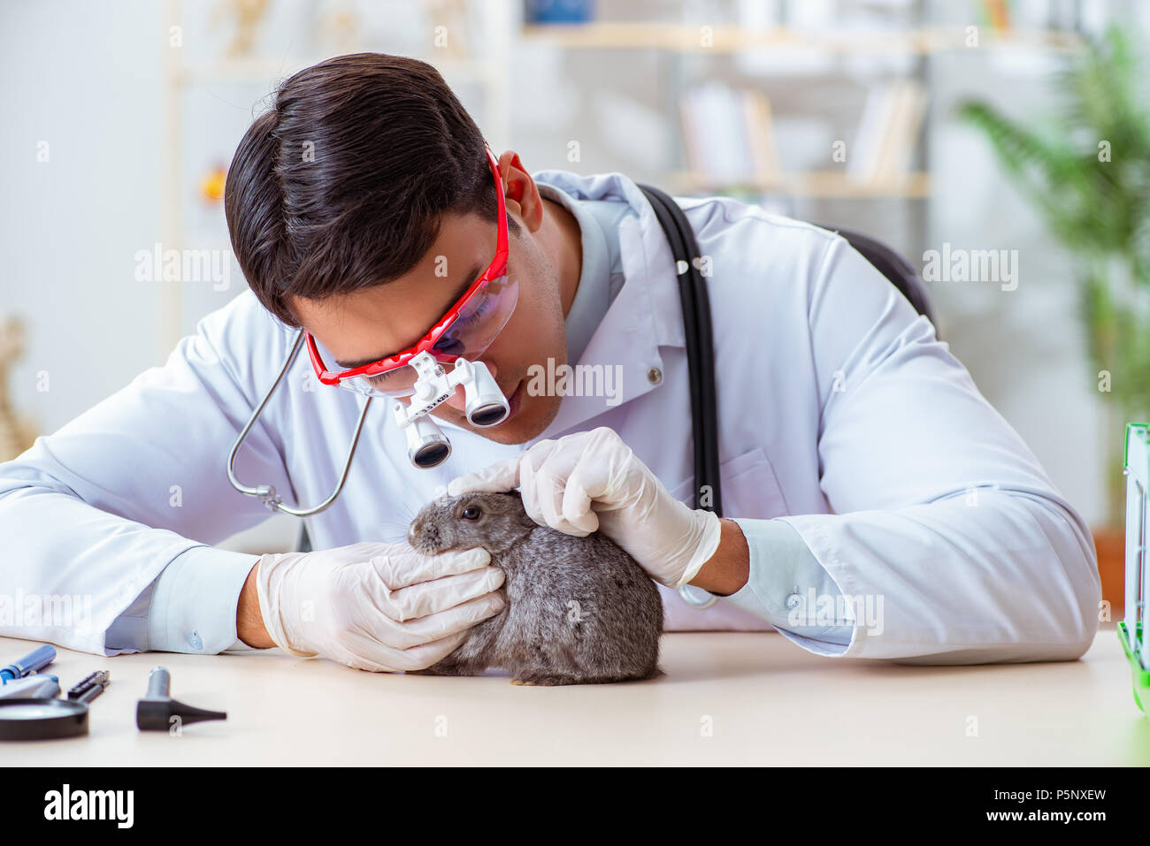 Scientist doing testing on animals rabbit Stock Photo - Alamy