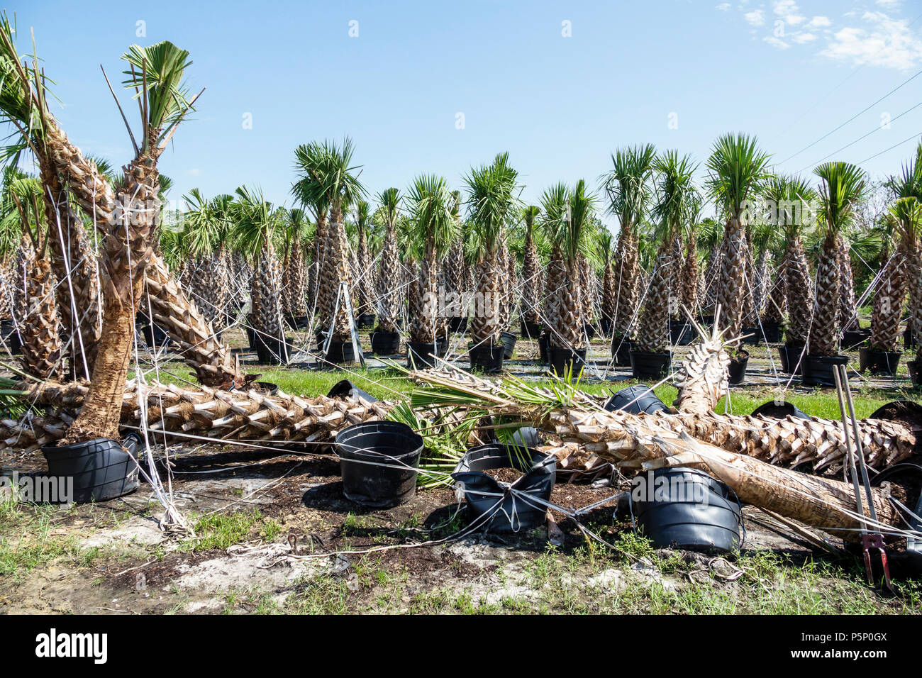 Immokalee Florida,after Hurricane Irma storm,nursery damage destruction
