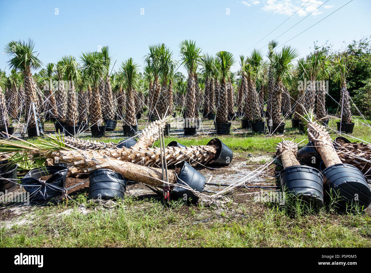 Immokalee Florida,after Hurricane Irma storm,nursery damage destruction