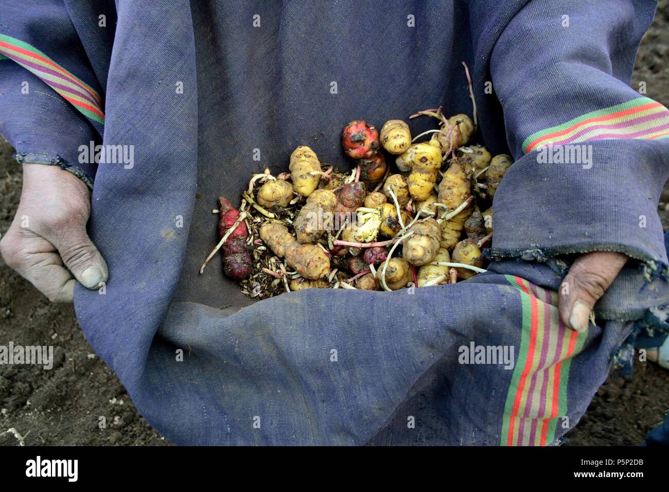 Harvest Oca plantation in SALALA " Las Huaringas " HUANCABAMBA.. Department of Piura .PERU