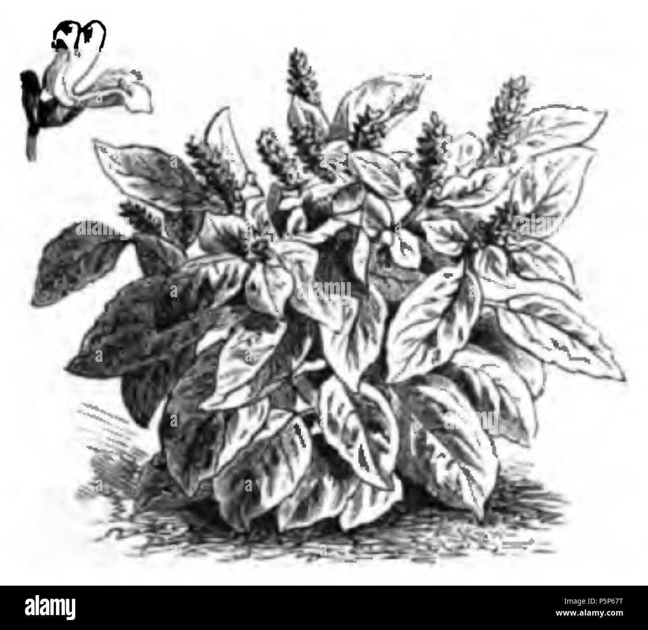 Feuilles de laitue hi-res stock photography and images - Alamy, image size:1300x1264