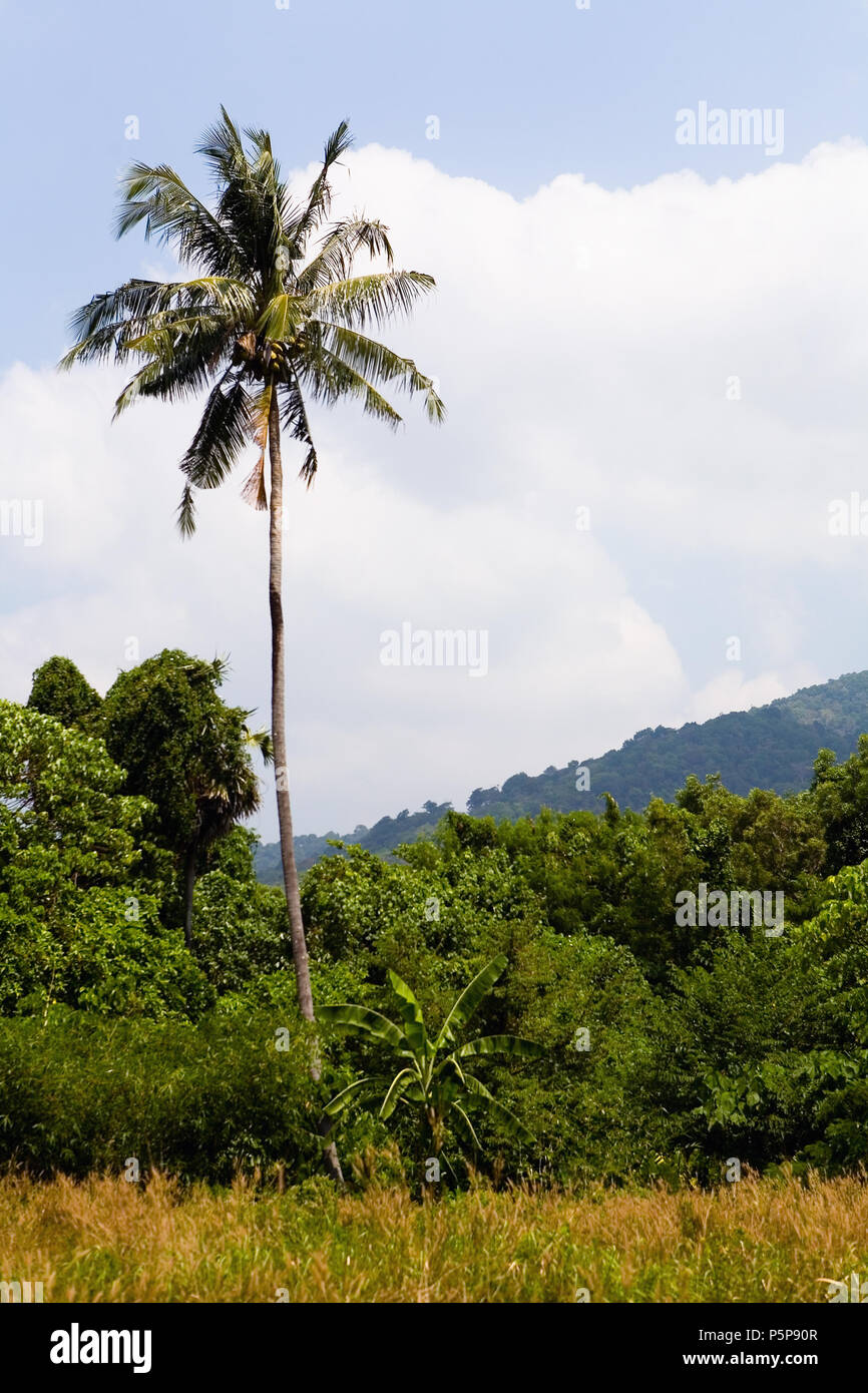 Tall coconut tree hires stock photography and images Alamy
