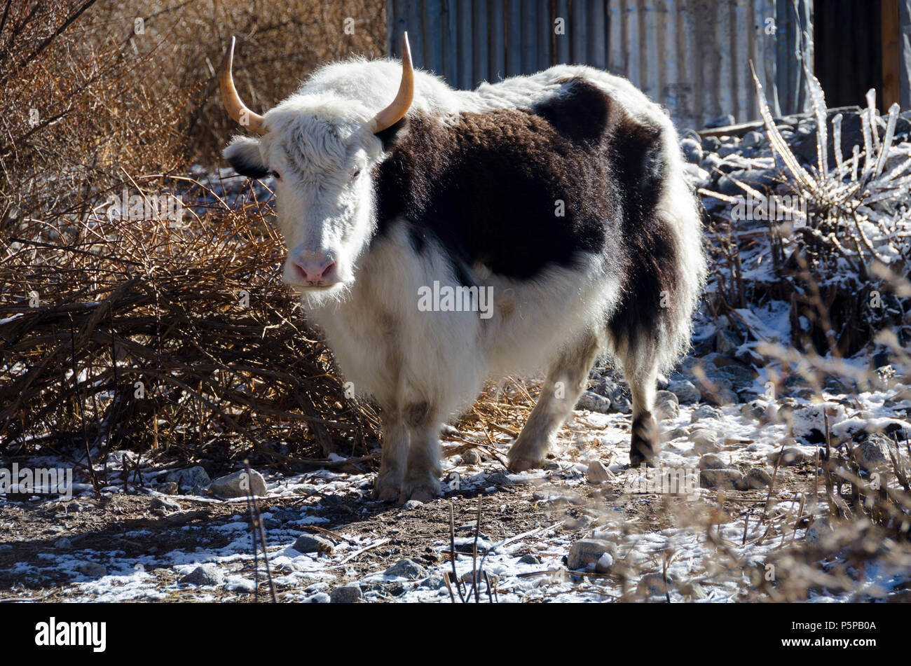 White yak hair hires stock photography and images Alamy