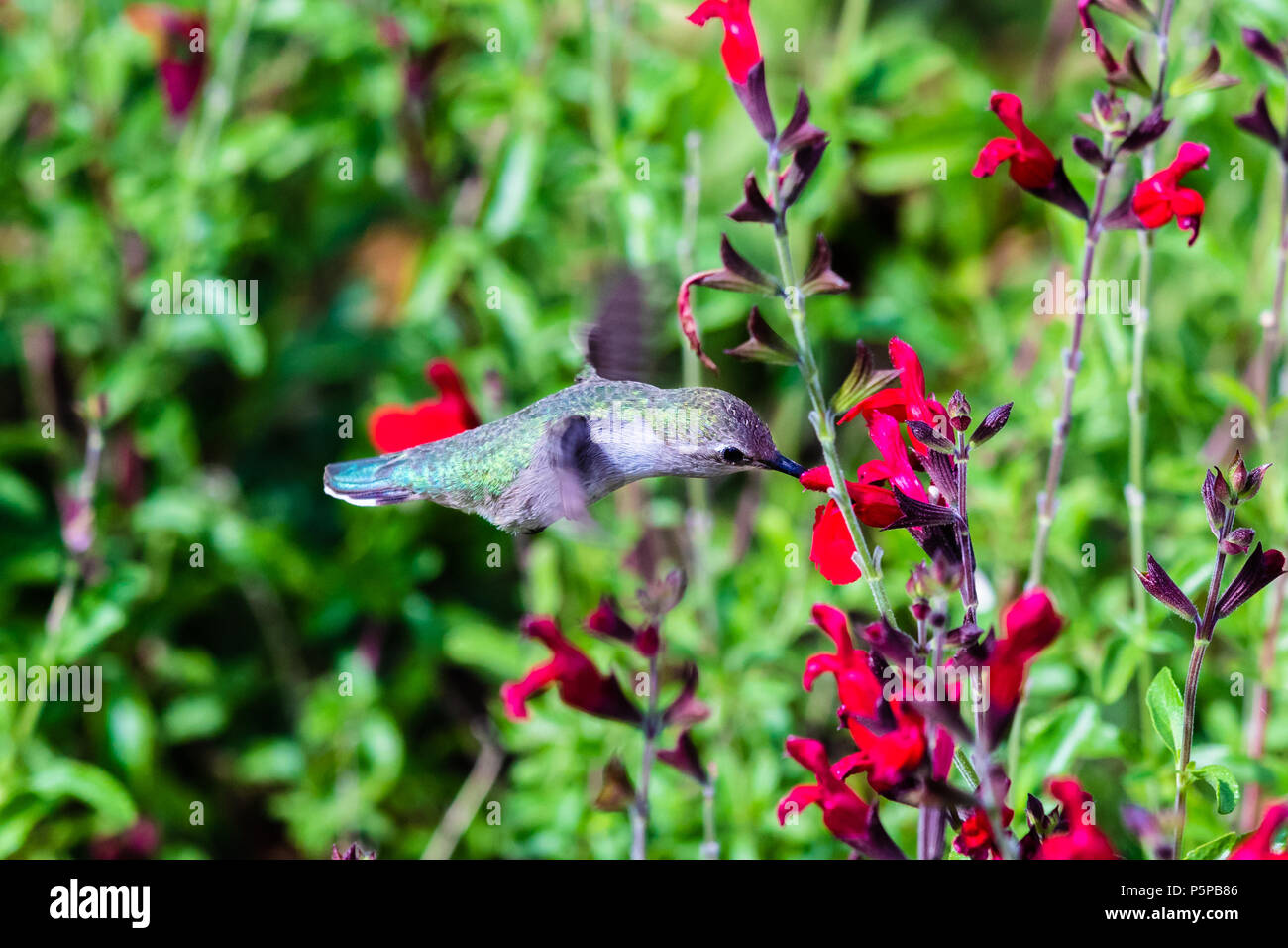 Anna's Hummingbird hovering mid flight, feeding on bright red flowers