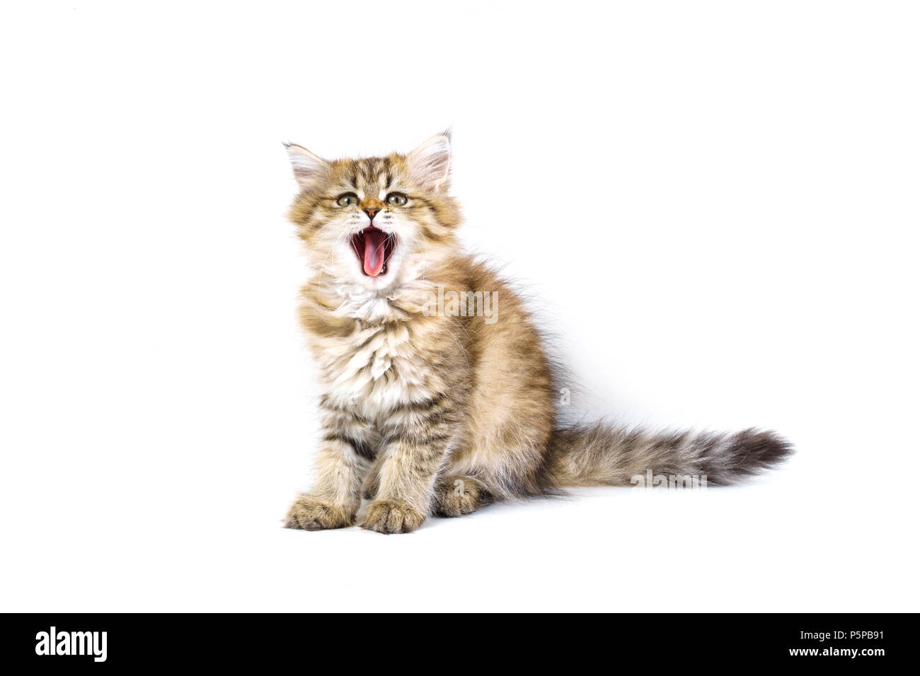 British longhair hi-res stock photography and images - Alamy