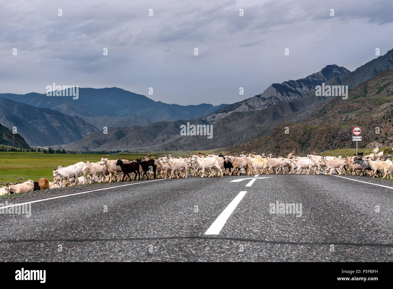 A herd of white and black goats grazing in the mountains, passes the ...