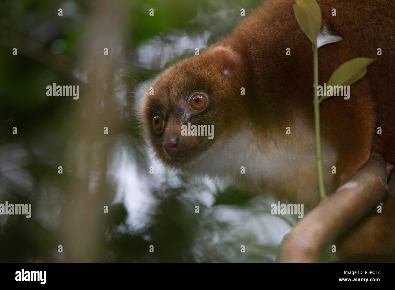 Golden Bamboo Lemurs, Ranomafana National Park, Madagascar Stock Photo