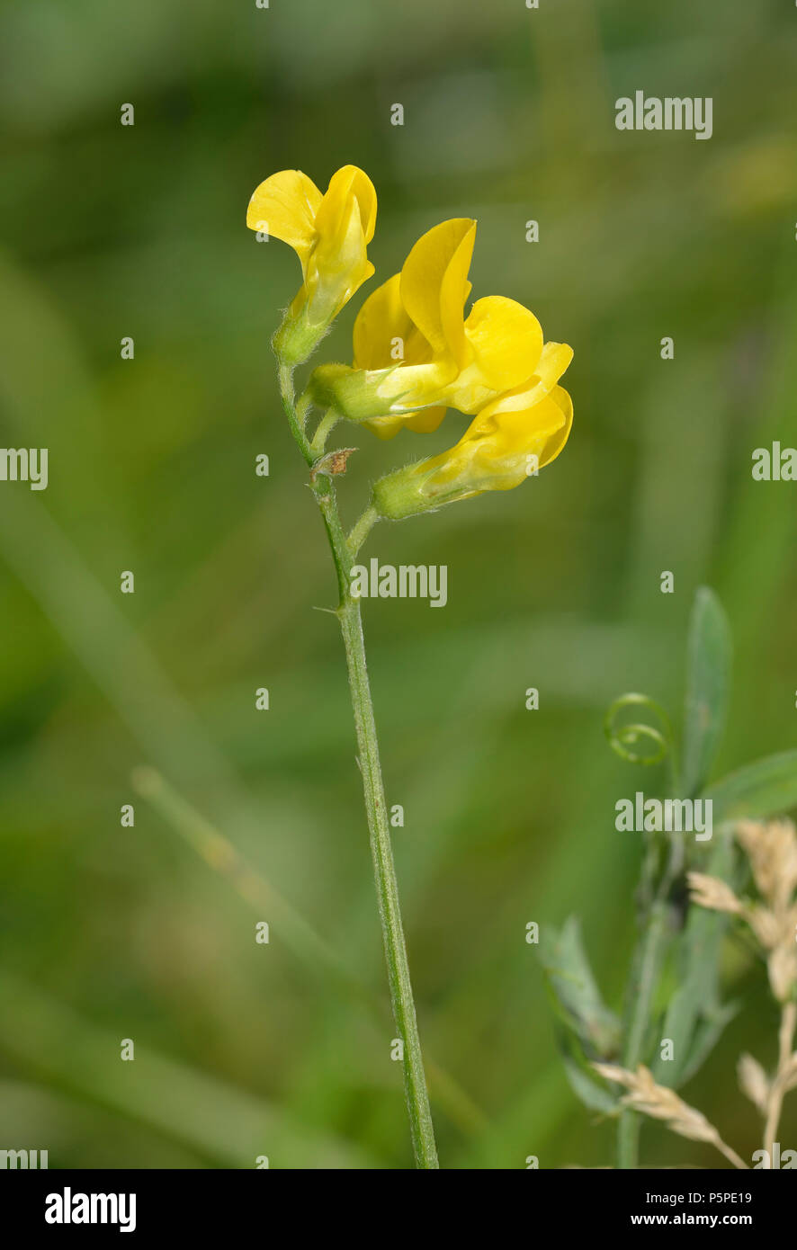 Meadow Vetchling - Lathyrus pratensis  Yellow Grassland Flower Stock Photo