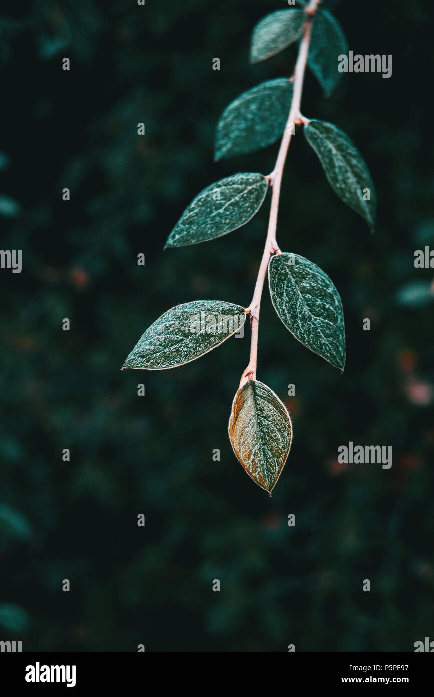 Pretty leaves hi-res stock photography and images - Alamy