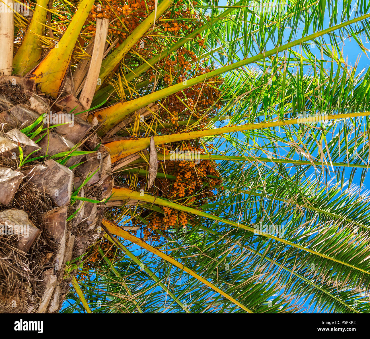 Close palm tree in blue sky Stock Photo - Alamy