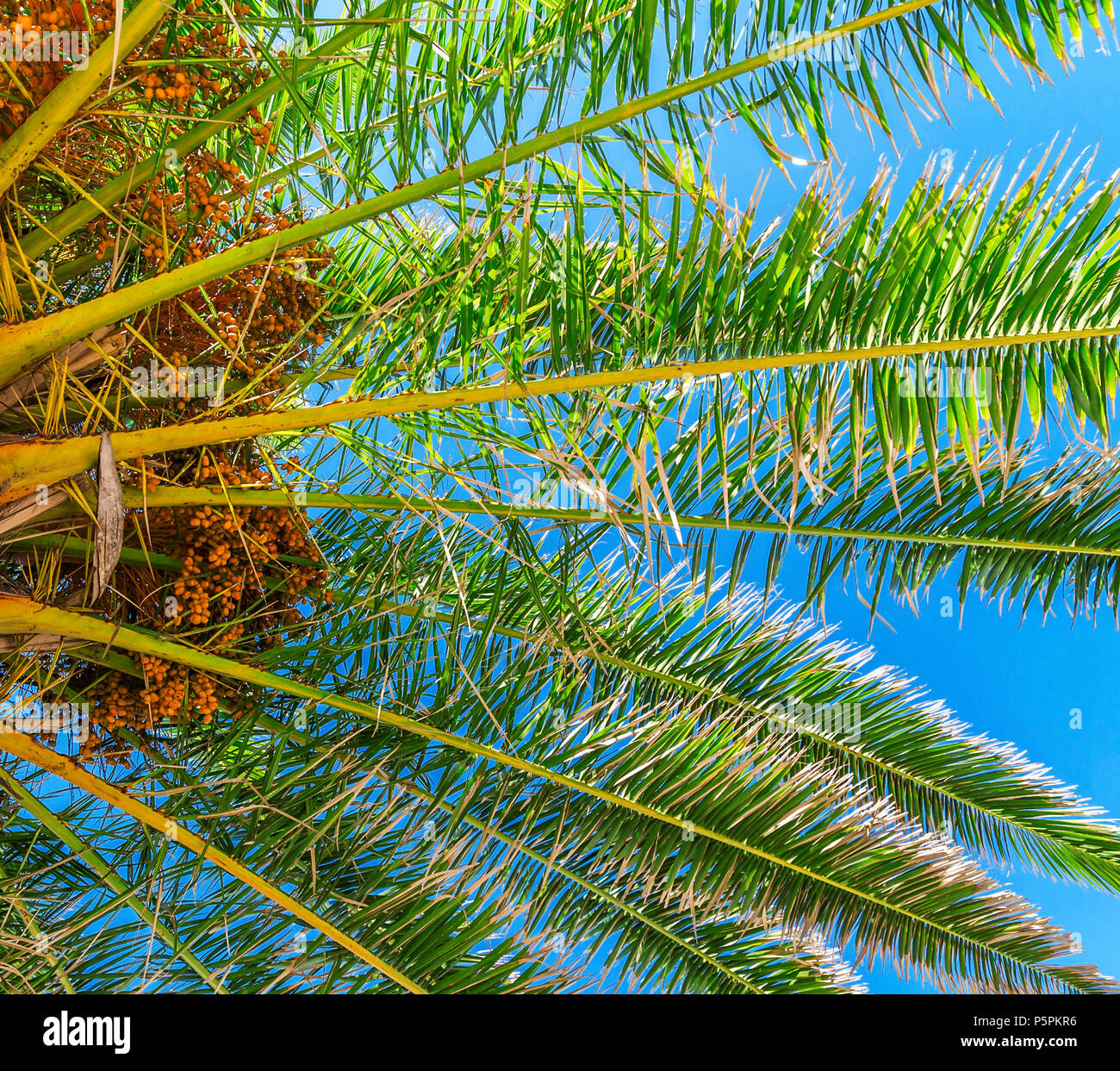 Close palm tree in blue sky Stock Photo - Alamy
