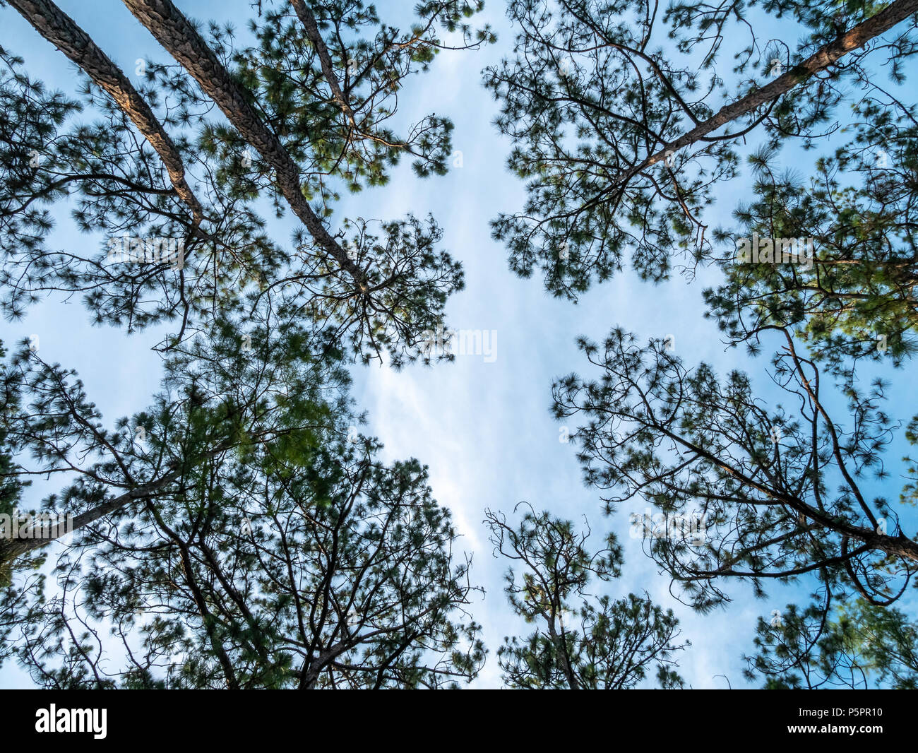 Looking up Tree Trunk with Blue Skies at Sunset Stock Photo