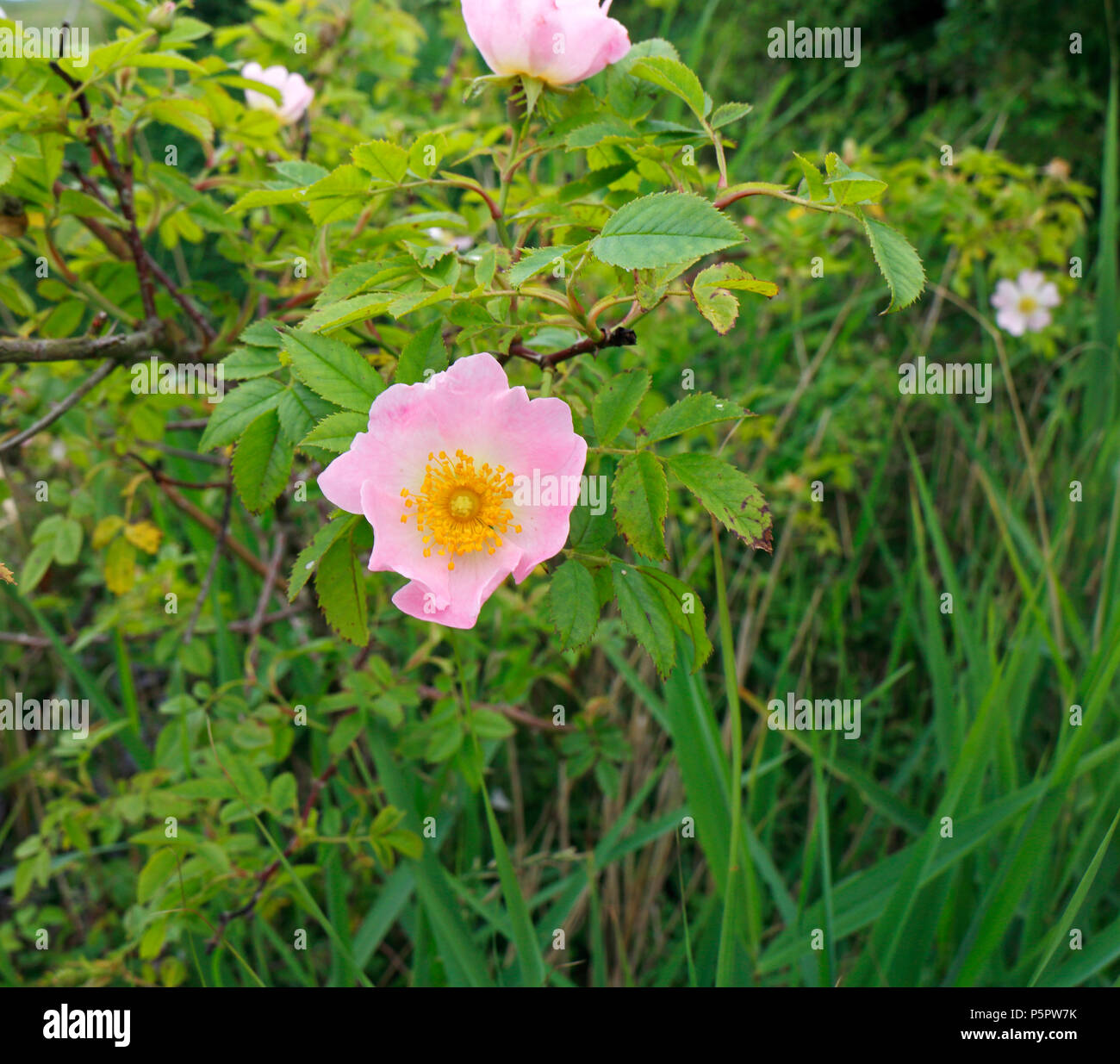 A dog-rose, Rosa canina, in a hedgerow on Upton Marshes on the Norfolk Broads at Upton, Norfolk, England, United Kingdom, Europe. Stock Photo