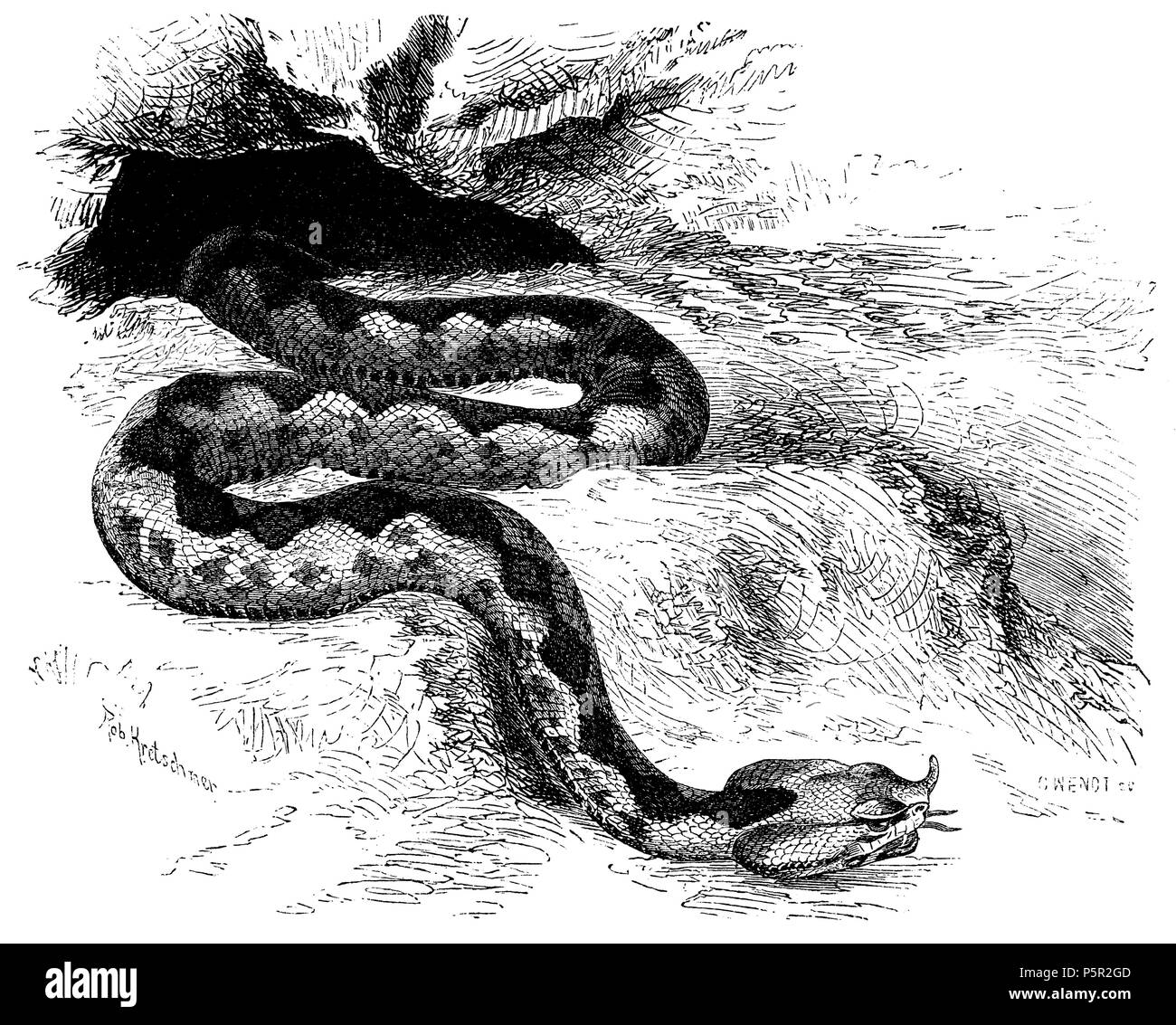 Horned Viper Drawing