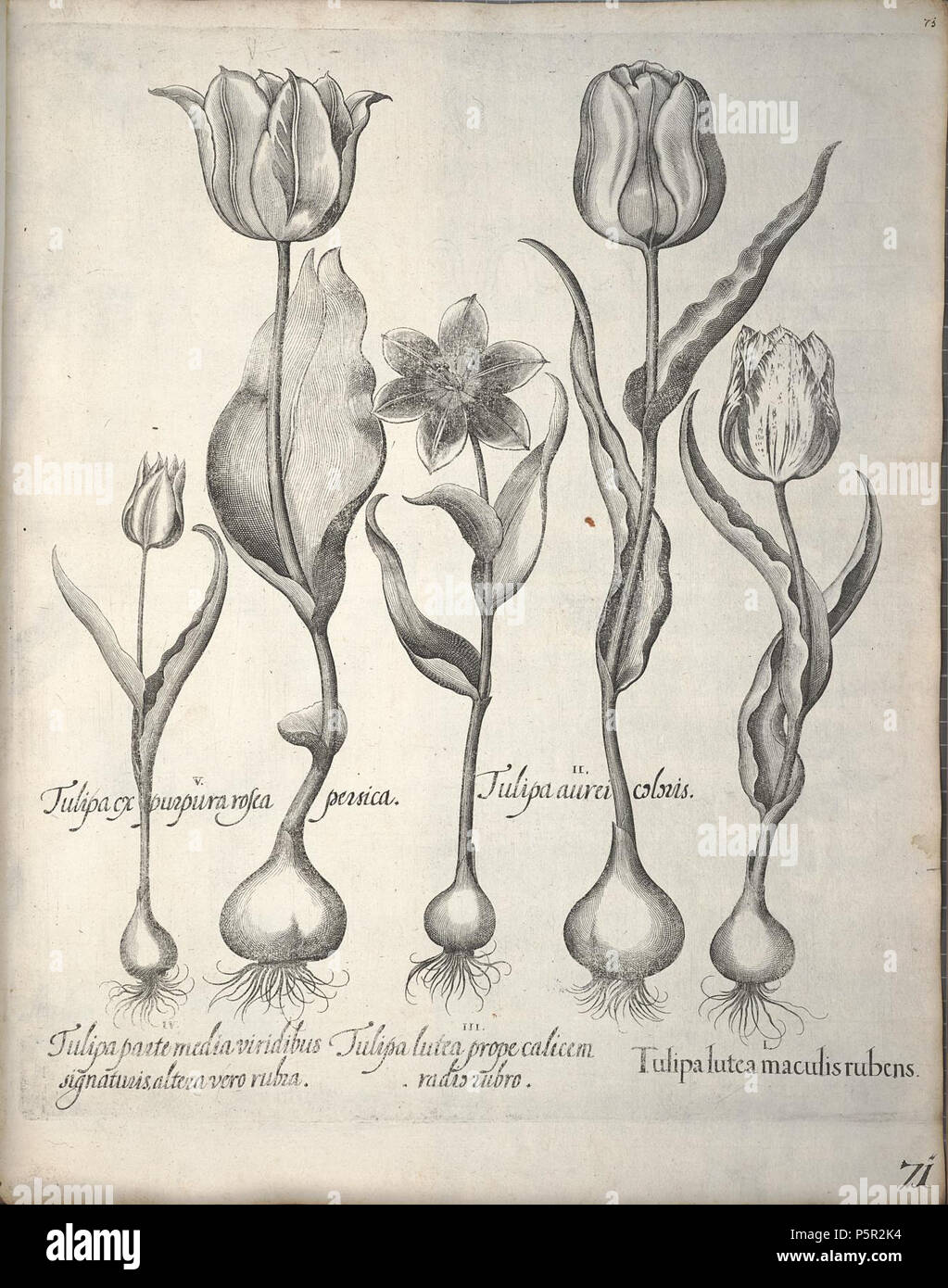 N/A. Tulipa from Hortus Eystettenis. Original (unpainted) engraving . 1613. en:Basilius Besler 195 Besler H.E. tulipa 1 bw original Stock Photo