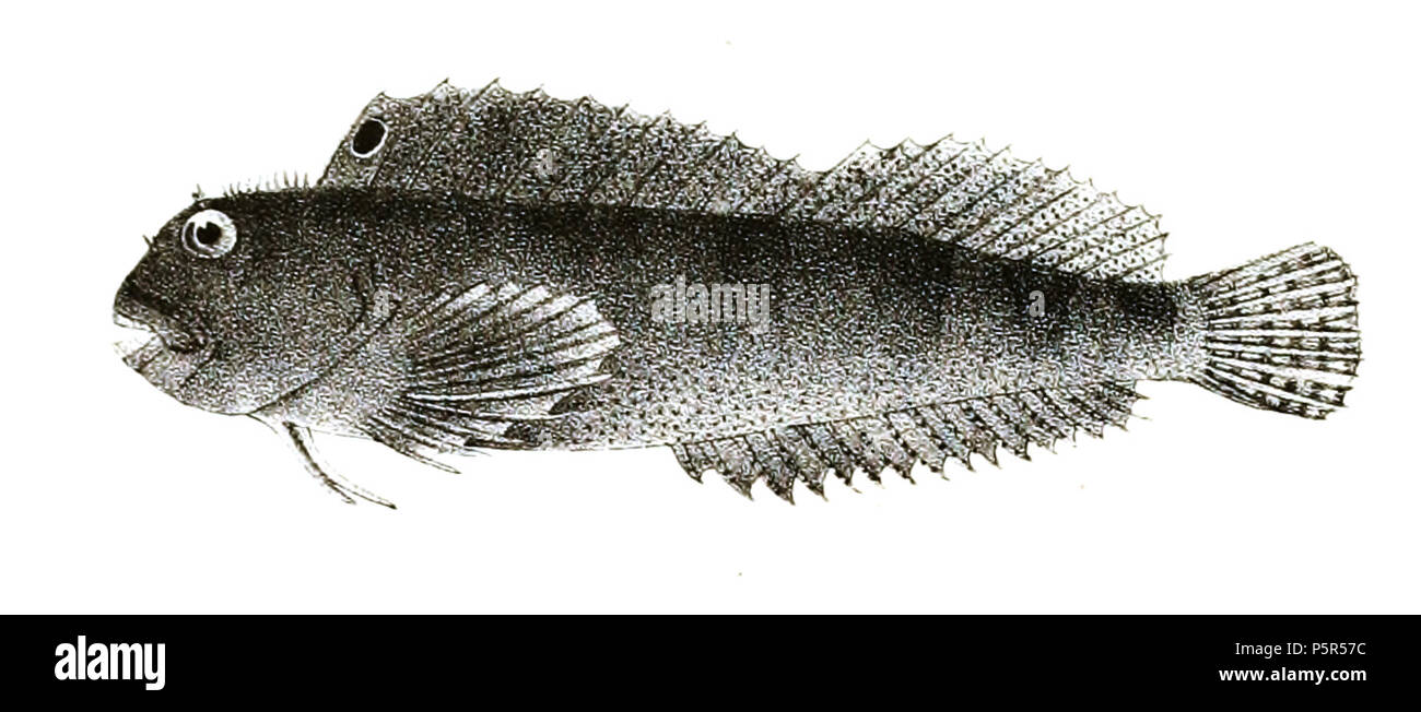 N/A. The species names / identity need verification. The original plates showed the fishes facing right and have been flipped here. Blennius steindachneri . 1878.   George Henry Ford  (1808–1876)    Alternative names G. H. Ford  Description artist  Date of birth/death 20 May 1808 1876  Location of birth/death Cape Colony London  Authority control  : Q17105498 VIAF:317102730 LCCN:n2015185868 WorldCat 209 Blennius steindachneri Ford 70 Stock Photo