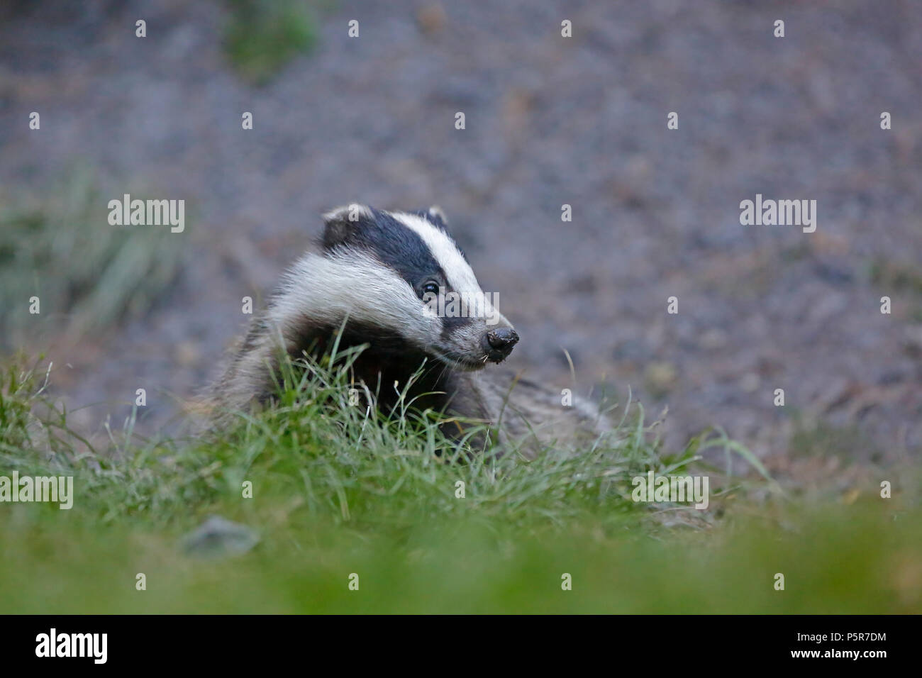 Badger cub in the Forest of Dean Stock Photo