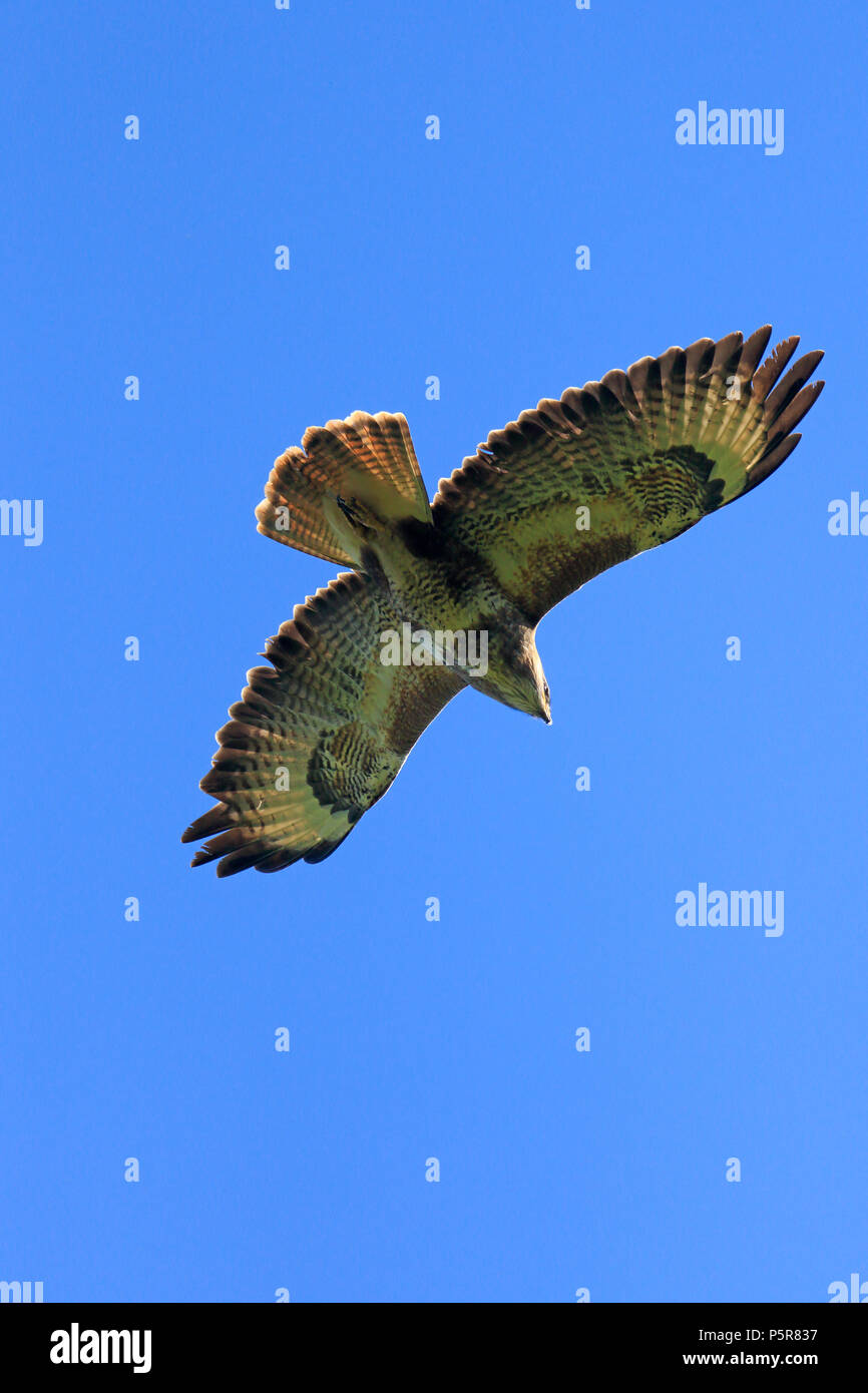 Common Buzzard in flight in the Forest of Dean Stock Photo Alamy