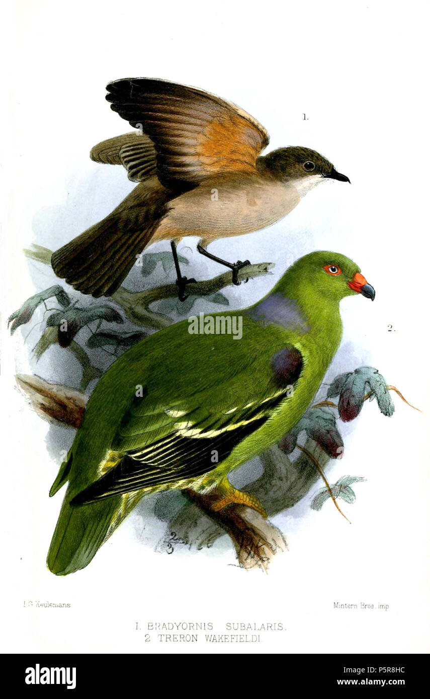 N/A.  Bradyornis subalaris [sic], 'Mombas' = Bradornis pallidus subalaris Sharpe, 1874 Treron wakefieldi [sic], 'Mombas' = Treron calvus wakefieldii Sharpe, 1874 English: Adults of Pale Flycatcher (above) and African Green-pigeon (below) . 1873 (published 1874).   John Gerrard Keulemans  (1842–1912)      Alternative names Johannes Gerardus Keulemans; J. G. Keulemans  Description Dutch ornithologist and artist  Date of birth/death 8 June 1842 29 December 1912  Location of birth/death Rotterdam London  Authority control  : Q1335286 VIAF:42113661 ISNI:0000 0000 6313 981X ULAN:500041975 LCCN:no980 Stock Photo