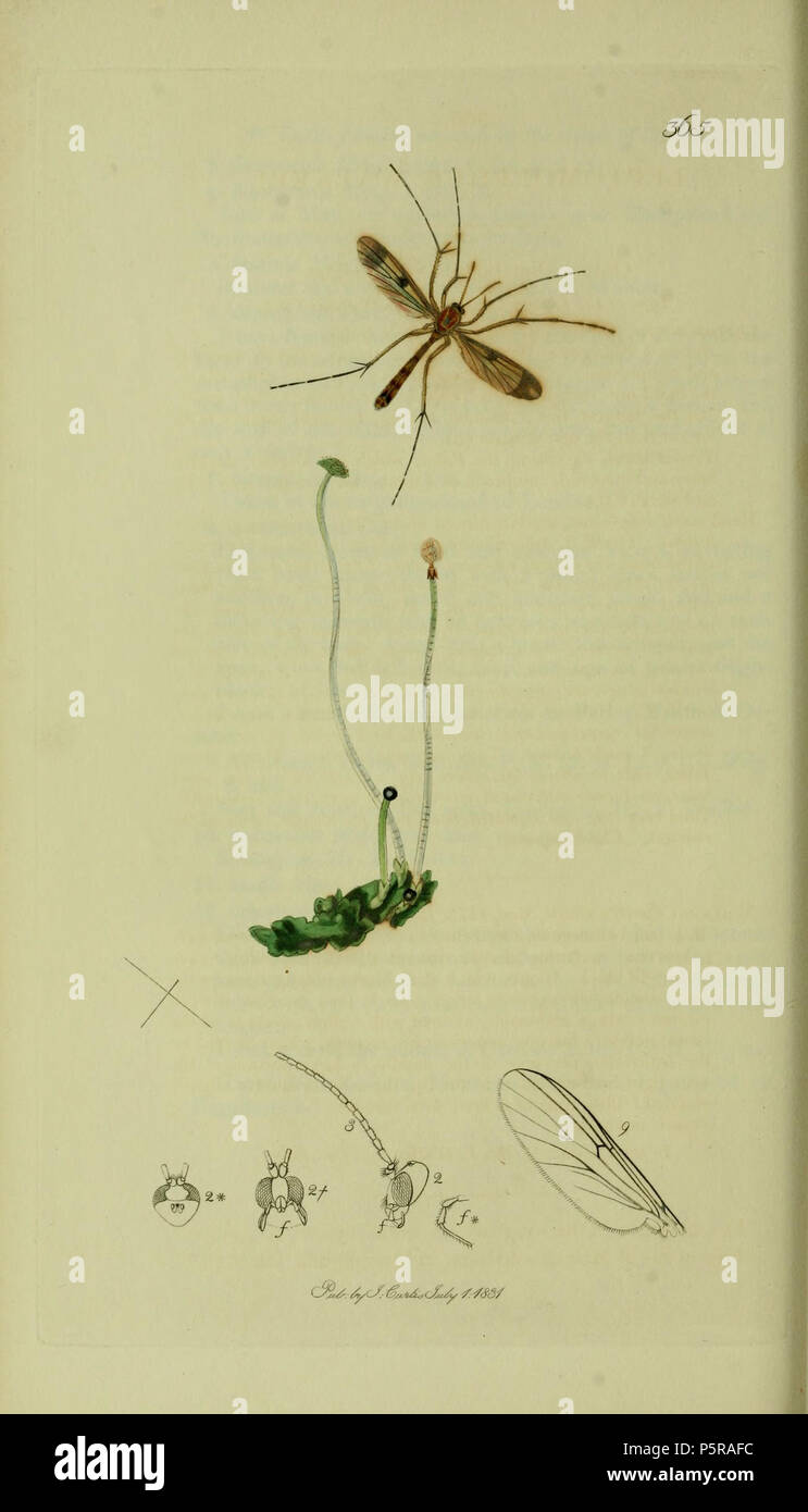 N/A. English: As file Leptomorphus walkeriCurtis, 1831 (Southgate Crane-fly) Mycetophilidae. The plant is Jungermannia epiphylla . 1836. John Curtis 237 Britishentomologyvolume7Plate365 Stock Photo