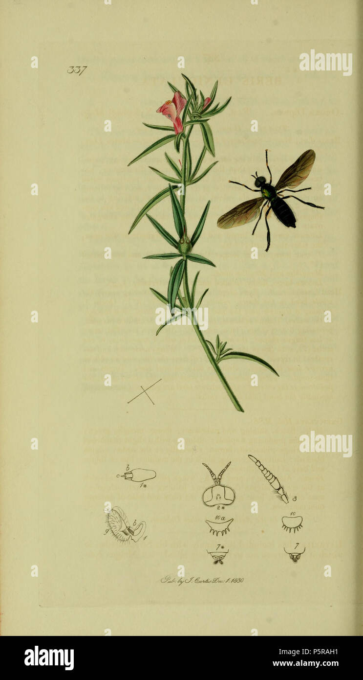 N/A. English: John Curtis British Entomology (1824-1840) Folio 337 Beris geniculata (Pale-kneed Beris). The plant is Misopates orontium (Lesser Snapdragon) . 1836. John Curtis 238 Britishentomologyvolume8Plate337 Stock Photo