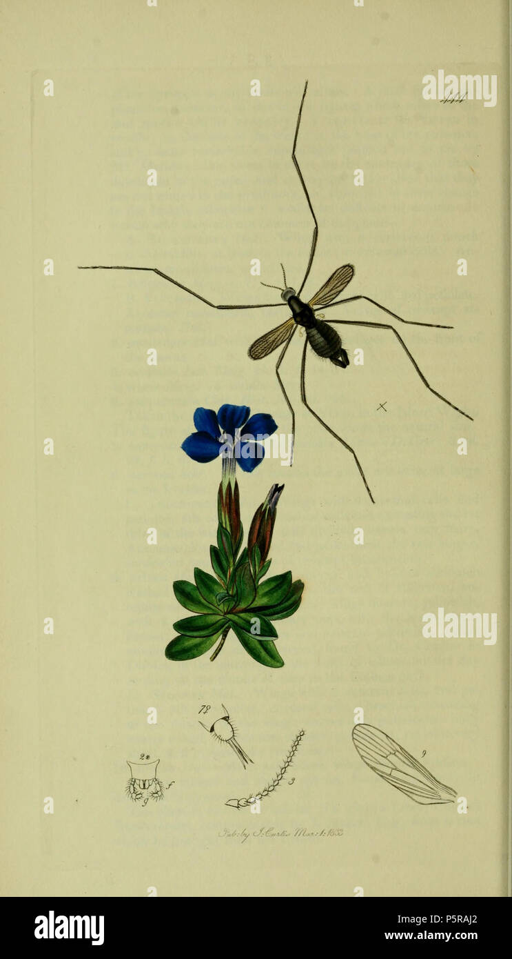 N/A. English: John Curtis British Entomology (1824-1840) Folio Diptera: Molophilus brevipennis = Molophilus ater (Short-winged Mountain Gnat).The plant is Gentiana verna (Spring Gentian) . 1836. John Curtis 238 Britishentomologyvolume8Plate444 Stock Photo