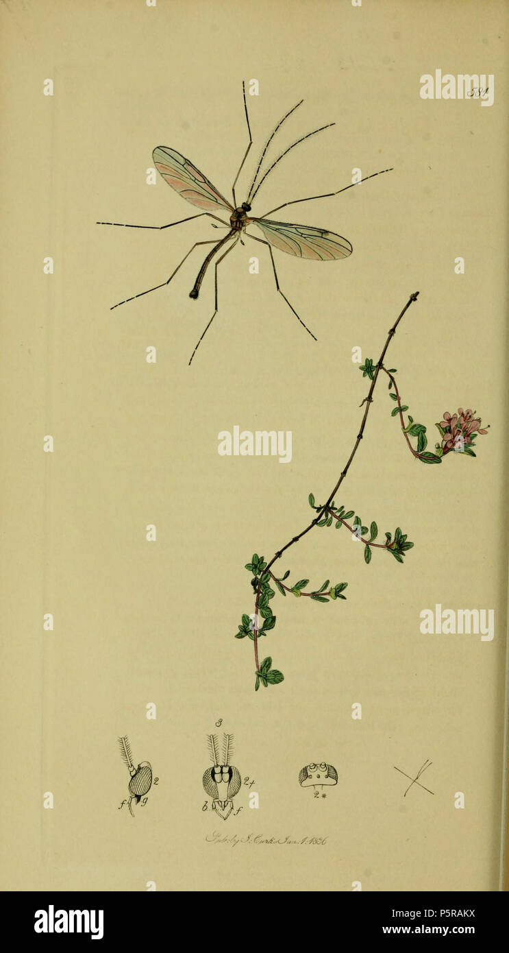 N/A. English: John Curtis British Entomology (1824-1840) Folio 581 Diptera: Messala saundersii = Bolitophila saundersii Curtis. The plant is Thymus serpyllum (Breckland Thyme) . 1836. John Curtis 238 Britishentomologyvolume8Plate581 Stock Photo