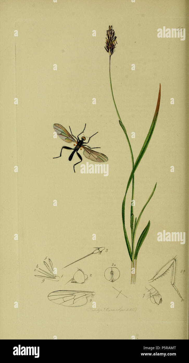 N/A. English: John Curtis British Entomology (1824-1840)Folio 661 Diptera: Hybos pilipes = Hybos grossipes.The plant is Sesleria caerulea (Blue Moor-grass) . 1836. John Curtis 238 Britishentomologyvolume8Plate661 Stock Photo