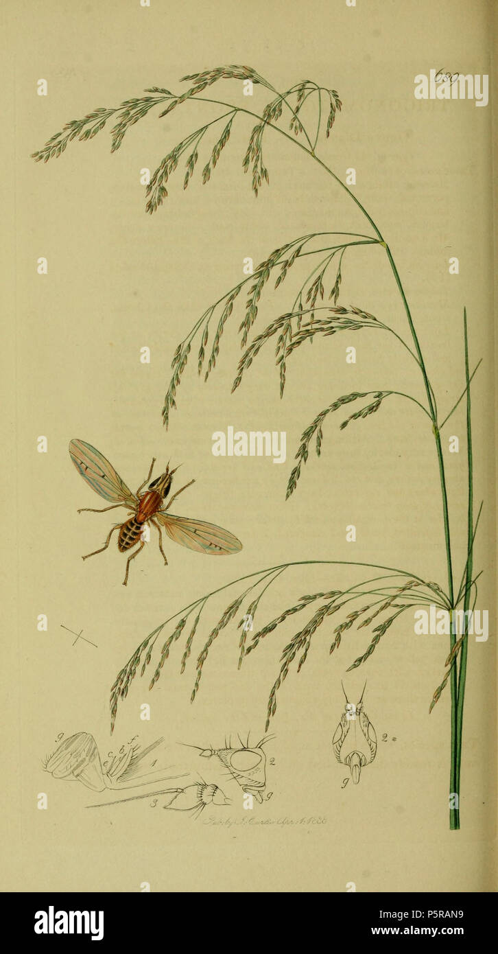 N/A. English: John Curtis British Entomology (1824-1840) Folio 689 Diptera:Trigonometopus frontalis.The plant is Deschampsia caespitosa (Wavy Hair-grass). 1836. John Curtis 238 Britishentomologyvolume8Plate689 Stock Photo