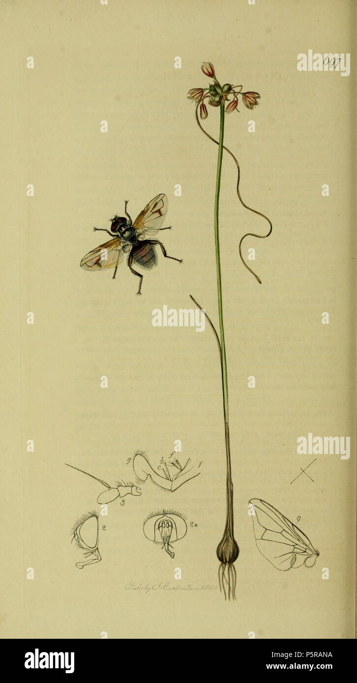 N/A. English: John Curtis British Entomology (1824-1840) Folio 697 Diptera Phasia speciosa Curtis = Phasia obesa.The plant is Allium scorodoprasum (Sand Leek) . 1836. John Curtis 238 Britishentomologyvolume8Plate697 Stock Photo