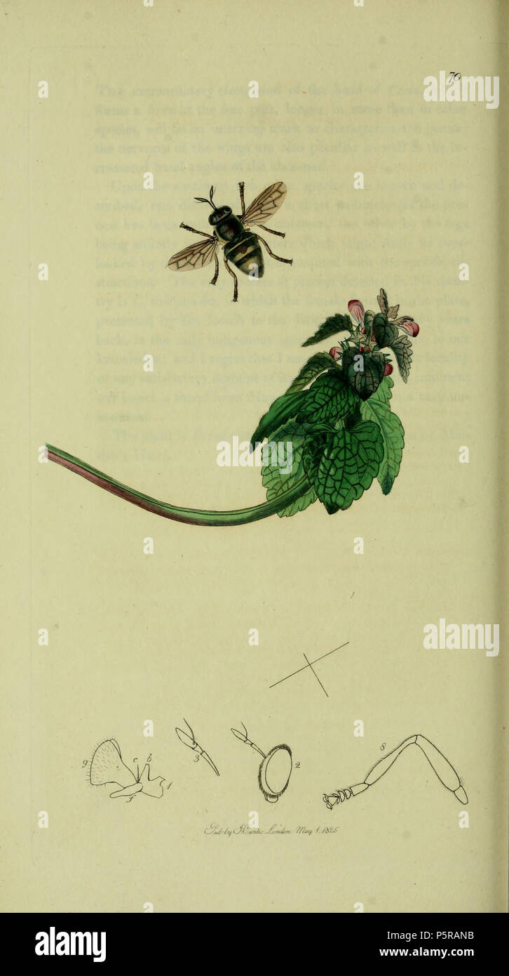 N/A. English: John Curtis British Entomology (1824-1840) Folio 70 Diptera: Microdon apiformis = Microdon mutabilis (Bee-like Hover-fly).The plant is Lamium purpureum (Red Archangel) . 1836. John Curtis 238 Britishentomologyvolume8Plate70 Stock Photo