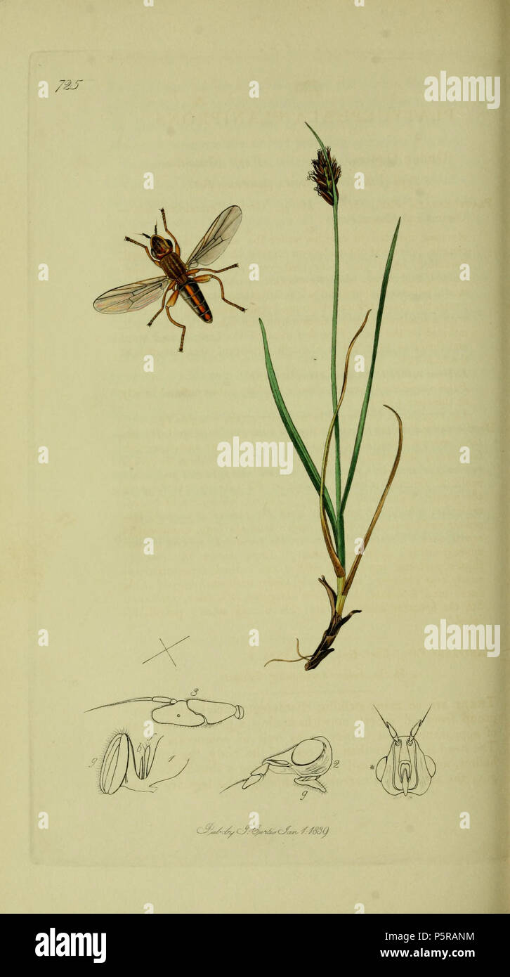 N/A. English: John Curtis British Entomology (1824-1840) Folio 725 Diptera: Platycephala planifrons.The plant is Blysmus compressus (Flat-sedge). 1836. John Curtis 238 Britishentomologyvolume8Plate725 Stock Photo