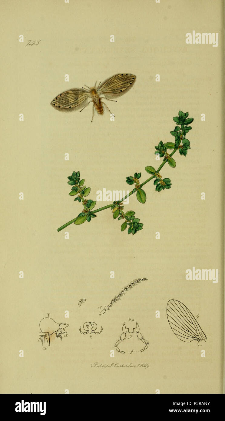 N/A. English: John Curtis British Entomology (1824-1840) Folio 745 Diptera Psychoda sexpunctata = Tinearia alternata.The plant is Herniaria glabra (Smooth Rupturewort) . 1836. John Curtis 238 Britishentomologyvolume8Plate745 Stock Photo