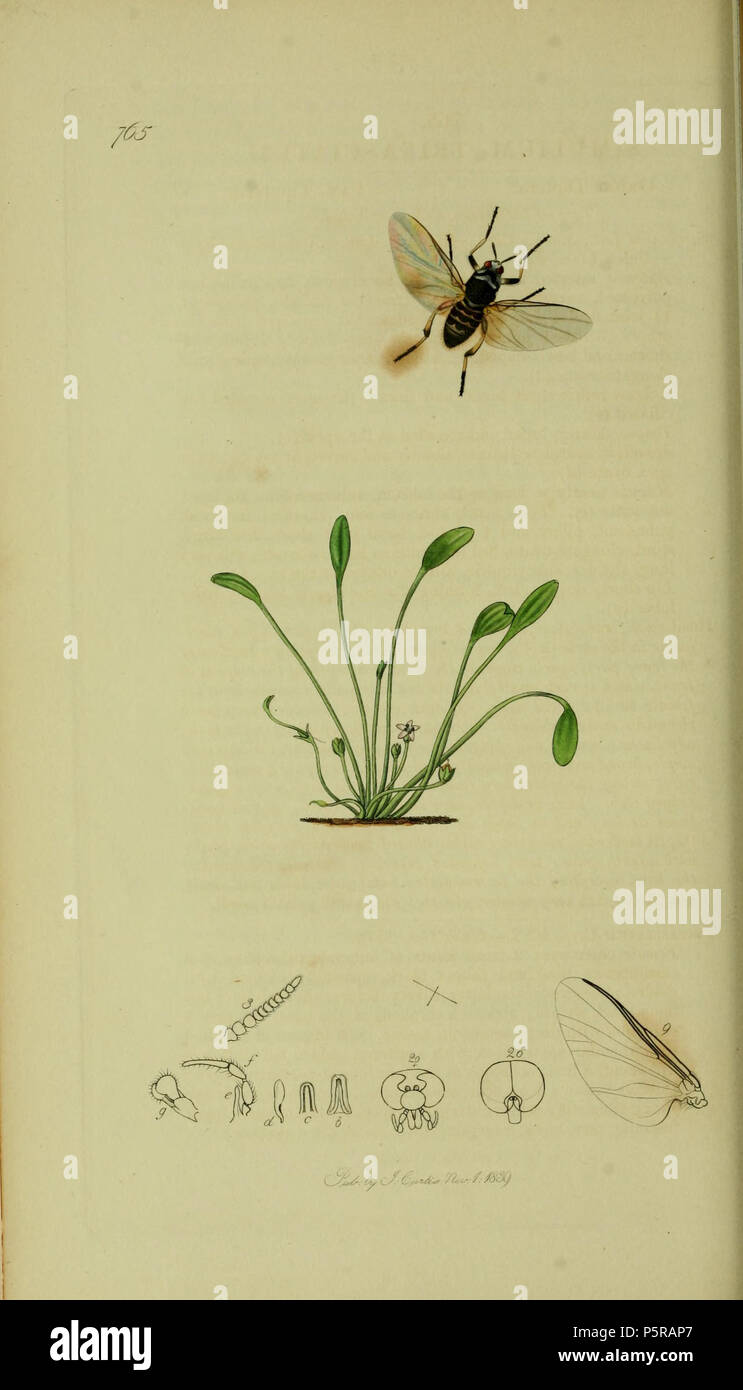 N/A. English: John Curtis British Entomology (1824-1840) Folio 765 Diptera: Simulium trifasciatum Curtis. The plant is Limosella aquatica (Mudwort). 1836. John Curtis 238 Britishentomologyvolume8Plate765 Stock Photo