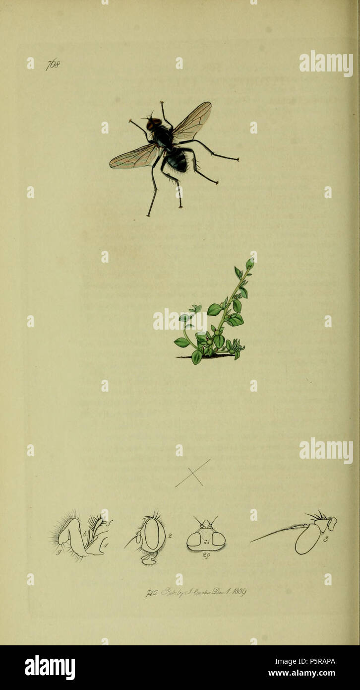 N/A. English: John Curtis British Entomology (1824-1840) Folio 768 Diptera: Hydrotaea ciliata = Hydrotaea diabolus.The plant is Lysimachia minima (Dwarf Pimpernel) . 1836. John Curtis 238 Britishentomologyvolume8Plate768 Stock Photo