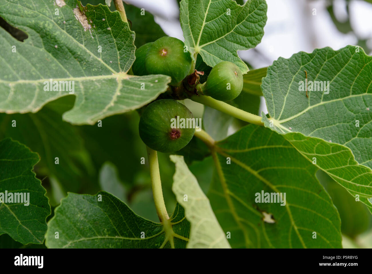 Figs growing on a fig tree Stock Photo Alamy