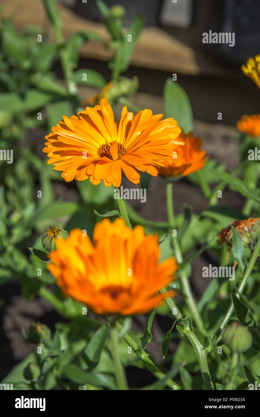Calendula officinalis, the pot marigold, ruddles, common marigold or Scotch marigold, is a plant in the genus Calendula of the family Asteraceae Stock Photo