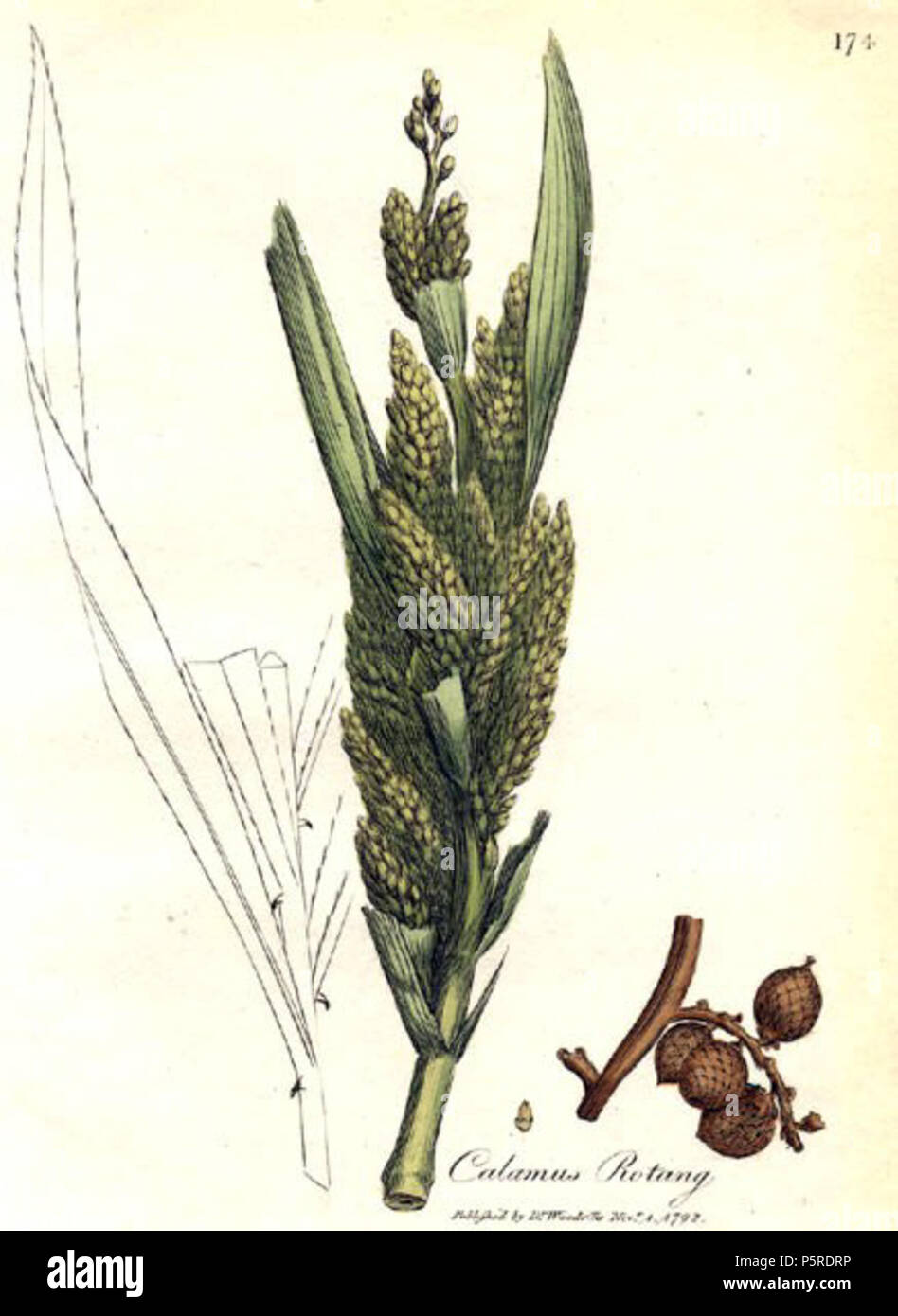 N/A. English Calamus rotang, 'Medical botany' by William Woodville