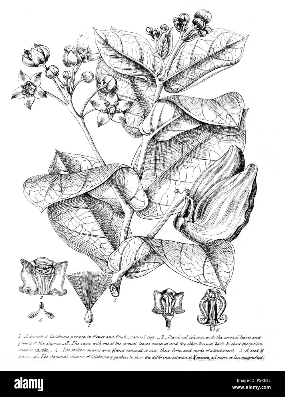 N/A. Illustration of Calotropis procera and C. gigantea . 1835. Robert Wight (artist employed by him) 264 Calotropis procera Wight Stock Photo