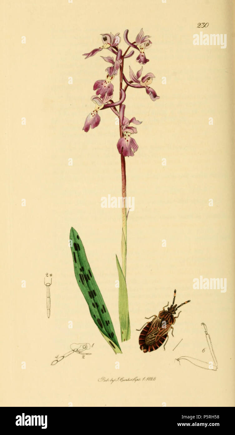 N/A. English: John Curtis British Entomology (1824-1840) Folio 230 Aradus corticalis (the Hampshire Aradus).The plant is Orchis mascula (Early Orchis) . 1836.   John Curtis  (1791–1862)     Alternative names Curtis; J. Curtis  Description British entomologist and illustrator  Date of birth/death 3 September 1791 6 October 1862  Location of birth/death Norwich, Norfolk London  Work location London  Authority control  : Q327944 VIAF:53707224 ISNI:0000 0000 7374 6250 LCCN:no89015596 Open Library:OL2514429A Oxford Dict.:6959 WorldCat 236 British Entomology Volume 7 (John Curtis) Plate 230 Stock Photo