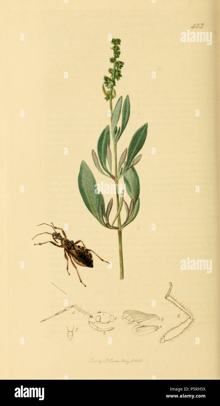 N/A. English: John Curtis British Entomology (1824-1840) Folio 453 Coranus subapterus the Sea-side Reduvius.The plant is Atriplex (Halimione) portulacoides(Shrubby Orache). 1836.   John Curtis  (1791–1862)     Alternative names Curtis; J. Curtis  Description British entomologist and illustrator  Date of birth/death 3 September 1791 6 October 1862  Location of birth/death Norwich, Norfolk London  Work location London  Authority control  : Q327944 VIAF:53707224 ISNI:0000 0000 7374 6250 LCCN:no89015596 Open Library:OL2514429A Oxford Dict.:6959 WorldCat 236 British Entomology Volume 7 (John Curtis Stock Photo