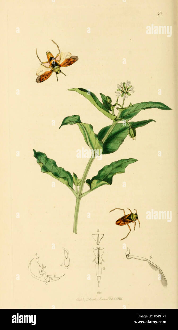 N/A. English: John Curtis British Entomology (1824-1840) Folio 10 Notonecta maculata (the Spotted Boatfly, Water Boatman, Backswimmer). The plant is Myosoton aquaticum (Marsh Mouse-ear) . 1836.   John Curtis  (1791–1862)     Alternative names Curtis; J. Curtis  Description British entomologist and illustrator  Date of birth/death 3 September 1791 6 October 1862  Location of birth/death Norwich, Norfolk London  Work location London  Authority control  : Q327944 VIAF:53707224 ISNI:0000 0000 7374 6250 LCCN:no89015596 Open Library:OL2514429A Oxford Dict.:6959 WorldCat 236 British Entomology Volume Stock Photo