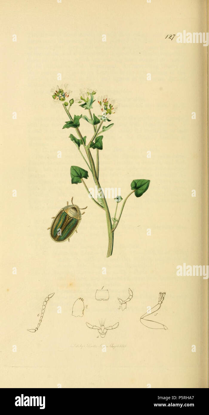 N/A. English: An illustration from British Entomology by John Curtis. Coleoptera: Cassida salicorniae or Cassida vittata (Samphire Tortoise-beetle).The plant is Cochlearia danica (Danish Scurvy-grass) . 1840s.   John Curtis  (1791–1862)     Alternative names Curtis; J. Curtis  Description British entomologist and illustrator  Date of birth/death 3 September 1791 6 October 1862  Location of birth/death Norwich, Norfolk London  Work location London  Authority control  : Q327944 VIAF:53707224 ISNI:0000 0000 7374 6250 LCCN:no89015596 Open Library:OL2514429A Oxford Dict.:6959 WorldCat 236 Britishen Stock Photo