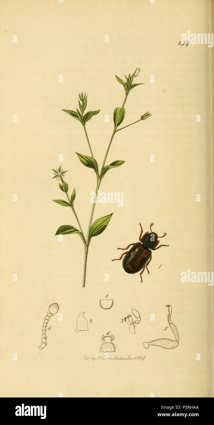 N/A. English: An illustration from British Entomology by John Curtis. Coleoptera: Cicones carpini or Cicones variegatus (Hornbeam Cicones).The plant is Moehringia trinervia (Arenaria trinervis, Plantain-leaved Sand-wort) . 1840s.   John Curtis  (1791–1862)     Alternative names Curtis; J. Curtis  Description British entomologist and illustrator  Date of birth/death 3 September 1791 6 October 1862  Location of birth/death Norwich, Norfolk London  Work location London  Authority control  : Q327944 VIAF:53707224 ISNI:0000 0000 7374 6250 LCCN:no89015596 Open Library:OL2514429A Oxford Dict.:6959 Wo Stock Photo