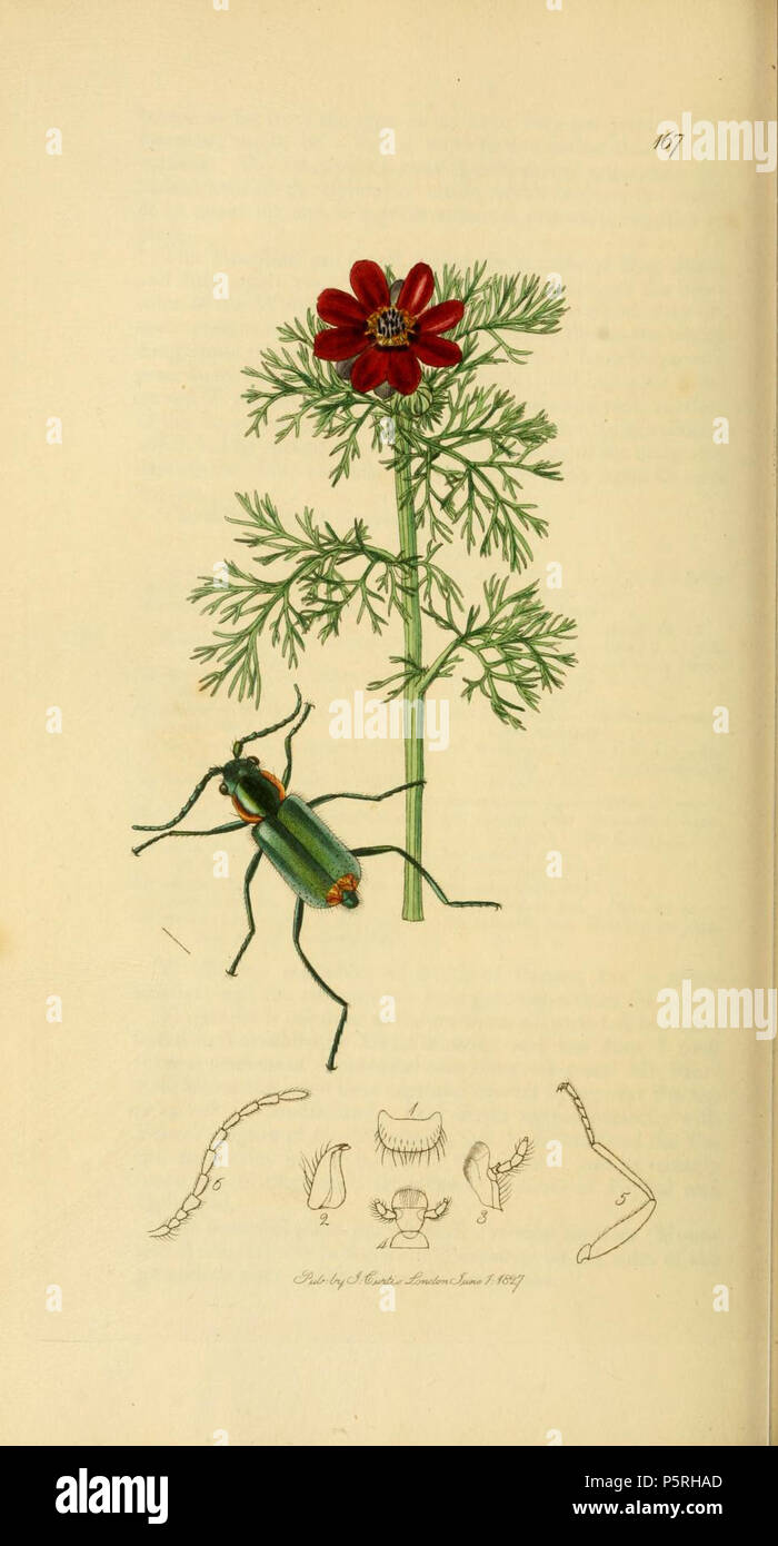 N/A. English: An illustration from British Entomology by John Curtis. Coleoptera: Malachus bispinosus or Malachius marginellus Olivier (Spined Soft-beetle) - currently known as Clanoptilus marginellus.The plant is Adonis annua (Asonis autumnalis, Pheasant’s Eye) . 1840.   John Curtis  (1791–1862)     Alternative names Curtis; J. Curtis  Description British entomologist and illustrator  Date of birth/death 3 September 1791 6 October 1862  Location of birth/death Norwich, Norfolk London  Work location London  Authority control  : Q327944 VIAF:53707224 ISNI:0000 0000 7374 6250 LCCN:no89015596 Ope Stock Photo