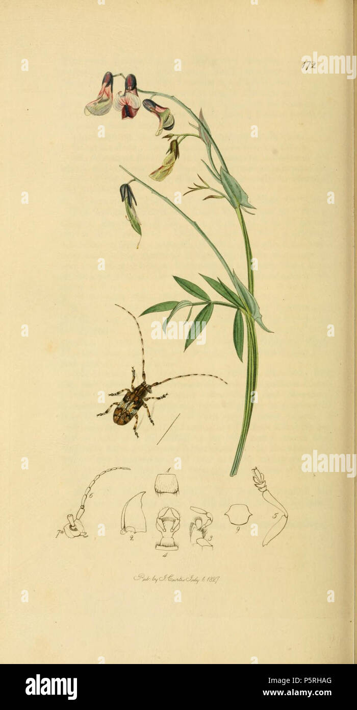 N/A. English: An illustration from British Entomology by John Curtis. Coleoptera: Lamia nubila or Mesosa nebulosa (Clouded Lamia).The plant is Lathyrus tuberosus (Orobus tuberosus, Heath or Wood Pea) . 1840s.   John Curtis  (1791–1862)     Alternative names Curtis; J. Curtis  Description British entomologist and illustrator  Date of birth/death 3 September 1791 6 October 1862  Location of birth/death Norwich, Norfolk London  Work location London  Authority control  : Q327944 VIAF:53707224 ISNI:0000 0000 7374 6250 LCCN:no89015596 Open Library:OL2514429A Oxford Dict.:6959 WorldCat 236 Britishent Stock Photo