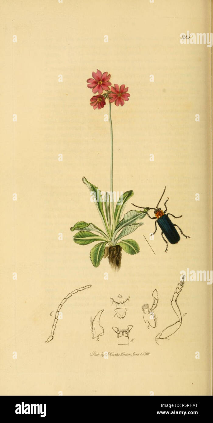 N/A. English: An illustration from British Entomology by John Curtis. Coleoptera: Telephorus cyaneus or Cantharis abdominalis var. cyanea. The plant is Primula farinosa (Mountain Auricula) . 1840.   John Curtis  (1791–1862)     Alternative names Curtis; J. Curtis  Description British entomologist and illustrator  Date of birth/death 3 September 1791 6 October 1862  Location of birth/death Norwich, Norfolk London  Work location London  Authority control  : Q327944 VIAF:53707224 ISNI:0000 0000 7374 6250 LCCN:no89015596 Open Library:OL2514429A Oxford Dict.:6959 WorldCat 236 Britishentomologyvolum Stock Photo